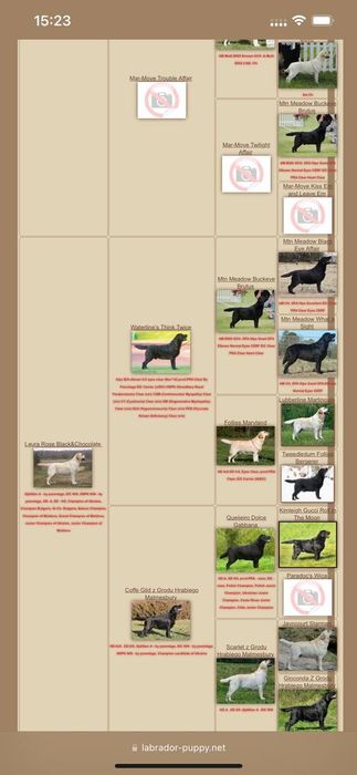 Кабель чистокровного Лабрадора ретривера предлагает услуги вязки