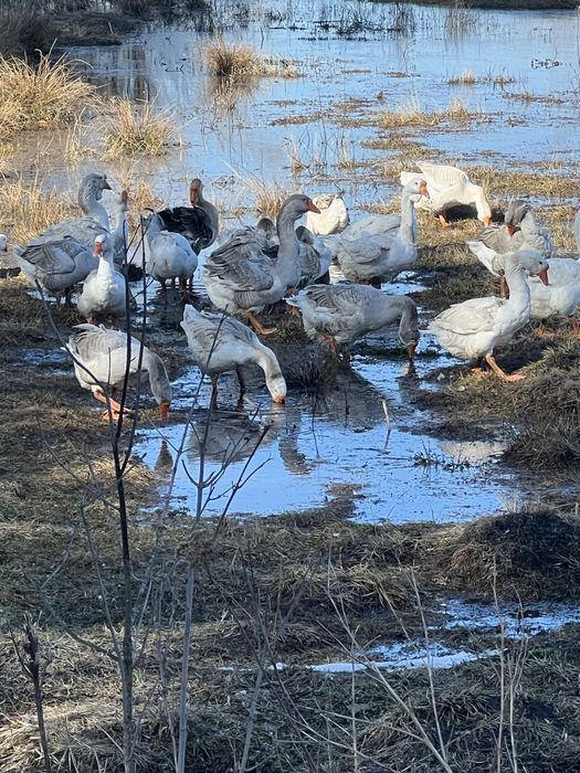 Продам инкубационно яйцо и гусаков  холмогоров