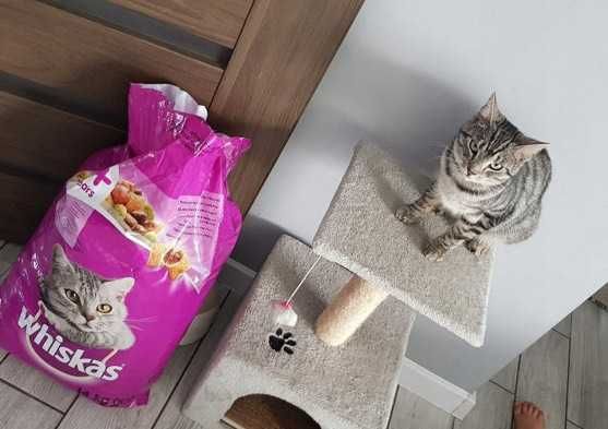 Sucha karma z wołowiną dla kotów 14kg DUŻE opakowanie