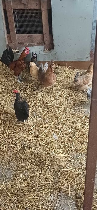 Продам  курочок,півників
