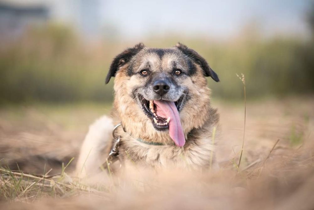 Puszysty Hagi w typie owczarka niemieckiego szuka domu
