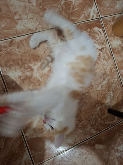 Котик рижий крупний