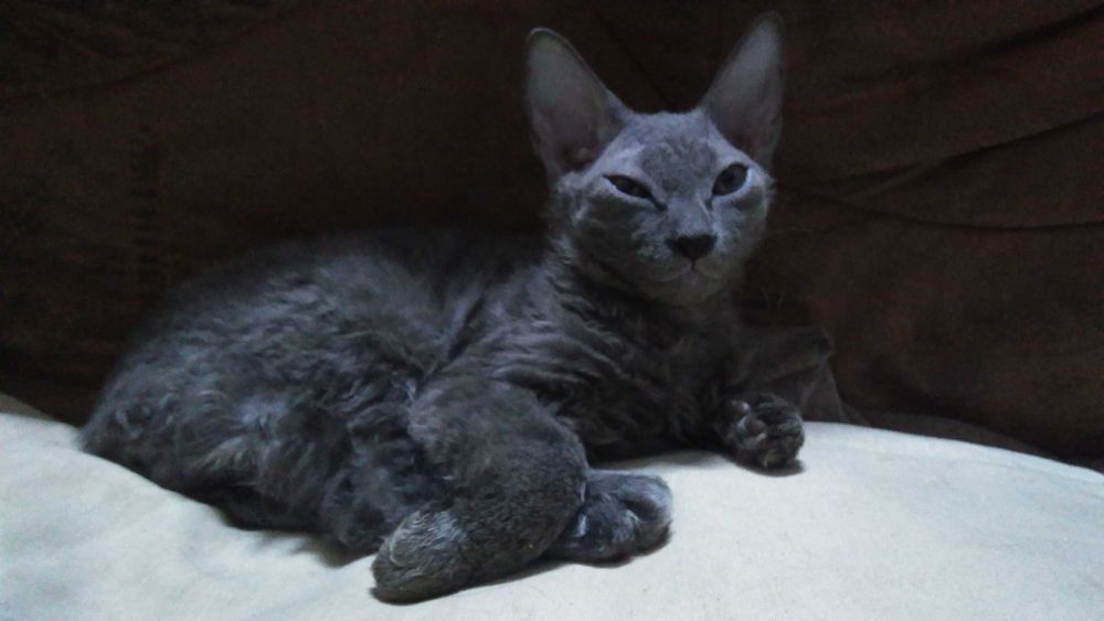 Кошенята вiд донського сфiнкса · Котята от донского сфинкса · Sphynx