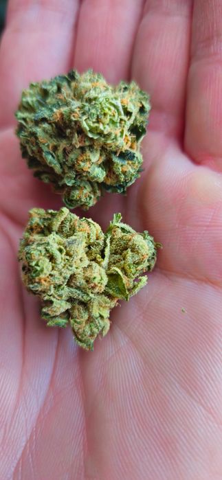 Marihuana KUSH MINTS 15g Susz Roślinny CBC CBN CBL Susz Konopny Cannabis Flos