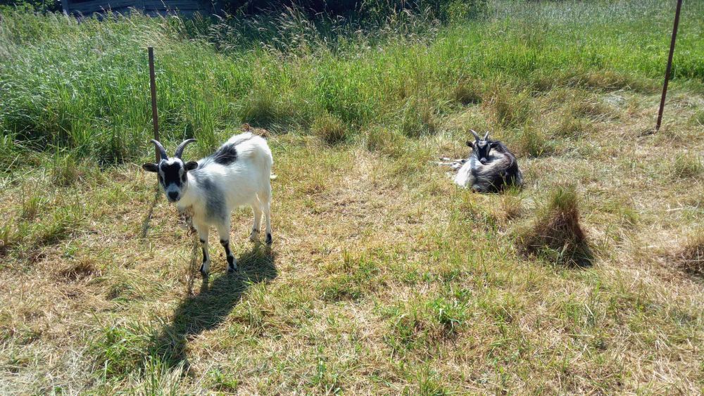Гарні КОЗИ, шукають, добрі руки і гарний дах над головою.