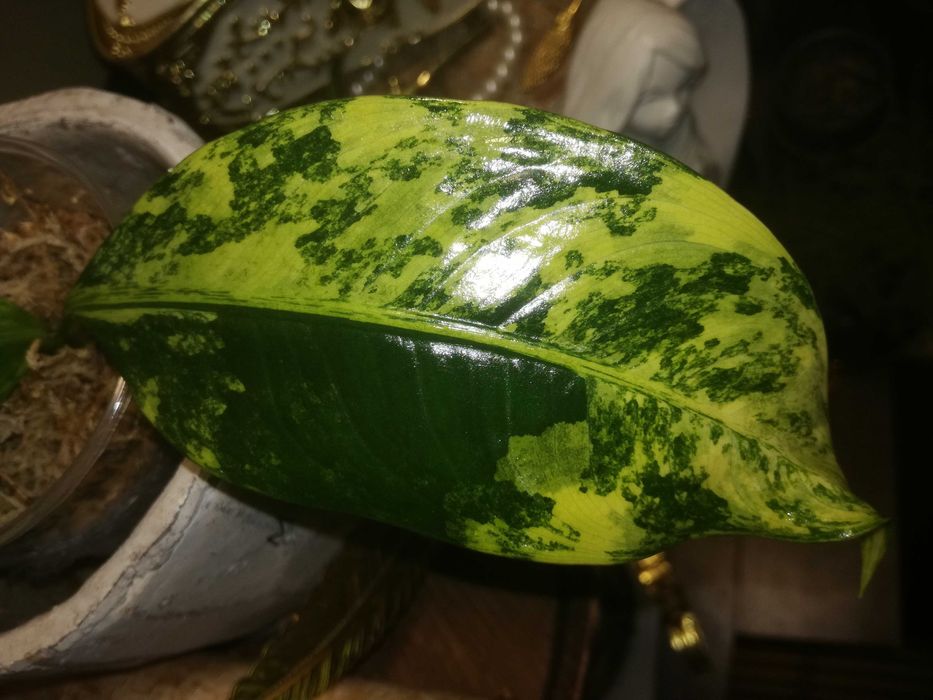 Dieffenbachia Variegata Daguensis RZADKOŚĆ monstera philodendron