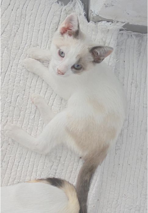 Gatinha 2 meses para adoção responsável