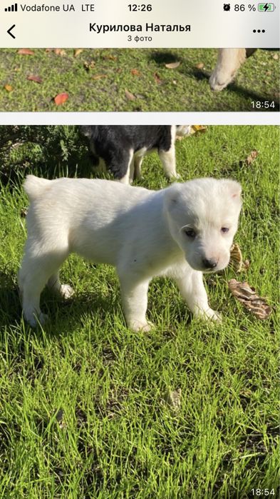 Алабай. Середньо Азіатська вівчарка.