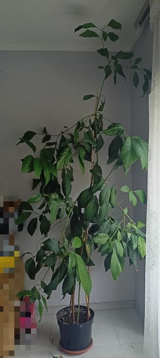 Drzewko awokado 2,5m