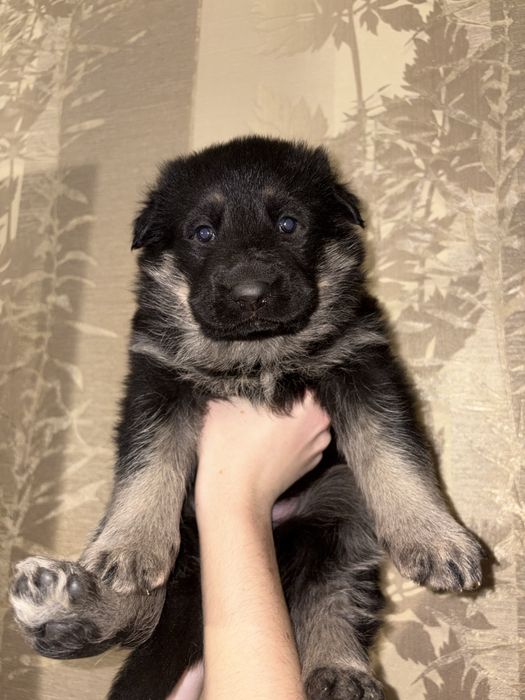 Цуценята німецької вівчарки, від батьків з родоводом