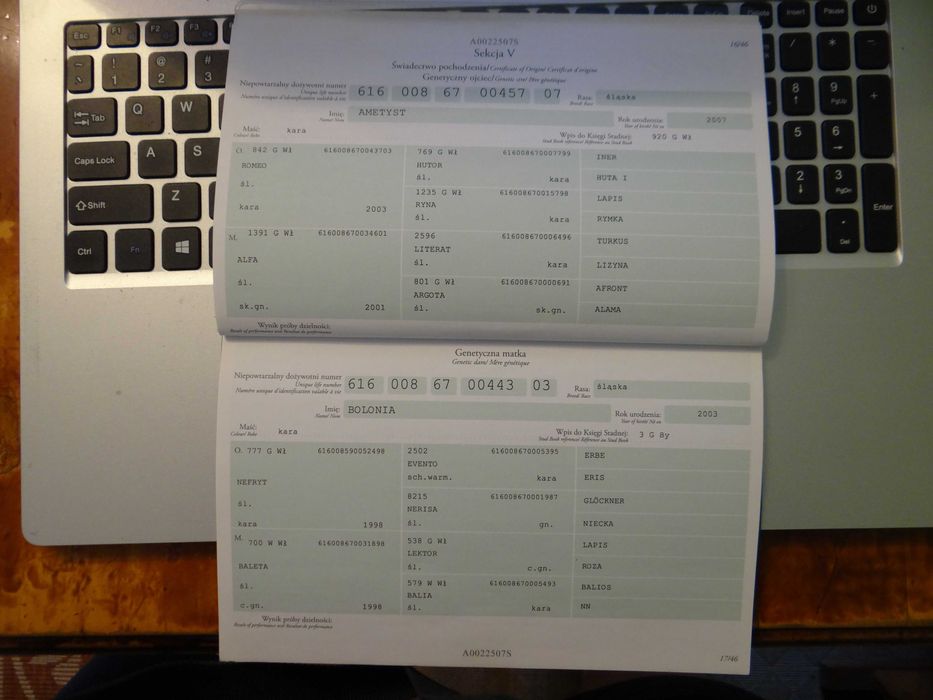 Sprzedam klacz rasy śląskiej - BONITA