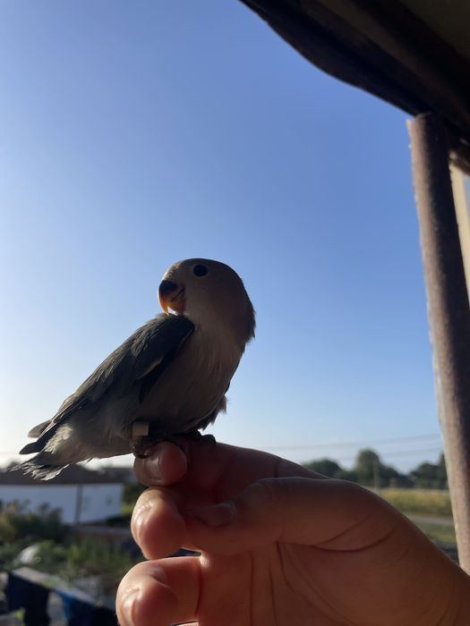 Agapornis domesticados