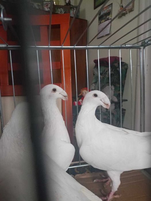 Gołębie sprzedam