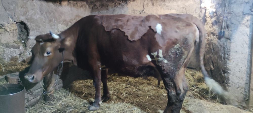 Продам корову на хозяйство