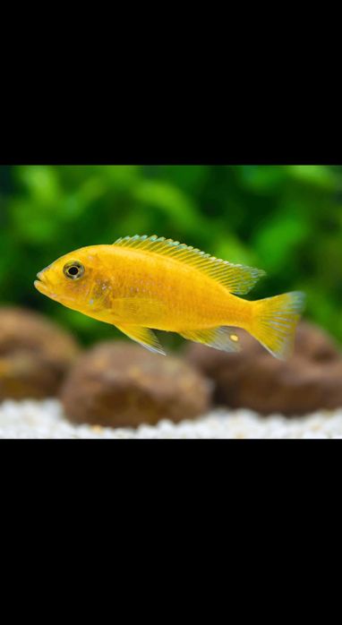 Ciclideos Saulosi