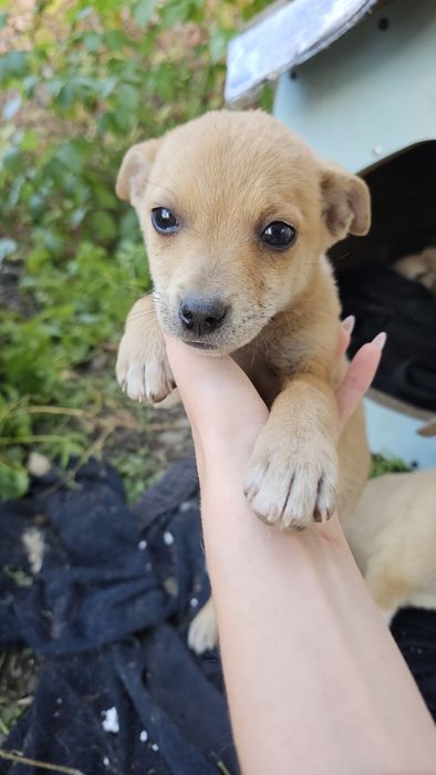 Маленькі Гарненькі цуценята в добрі руки