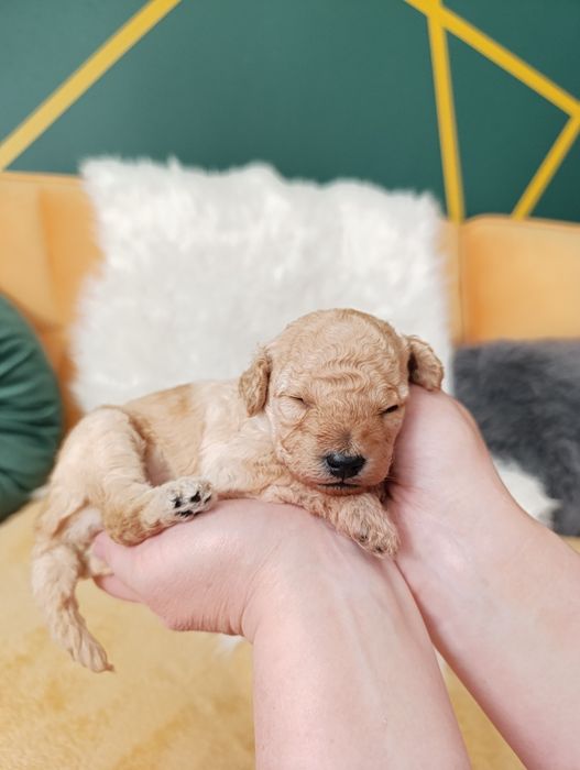 Pudel miniaturowy suczki i pieski