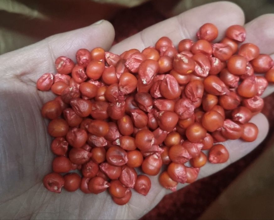 Насіння кукурудзи та соняшнику DKS Monsanto, Limagrain, Syngenta