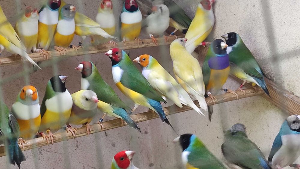 Diamantes gould aves de boa linhagens
