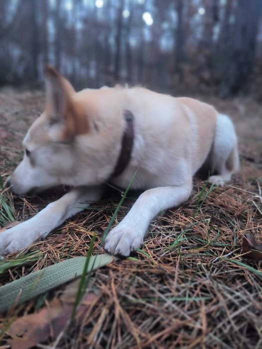 Собака безкоштовно,супер пропозиція!