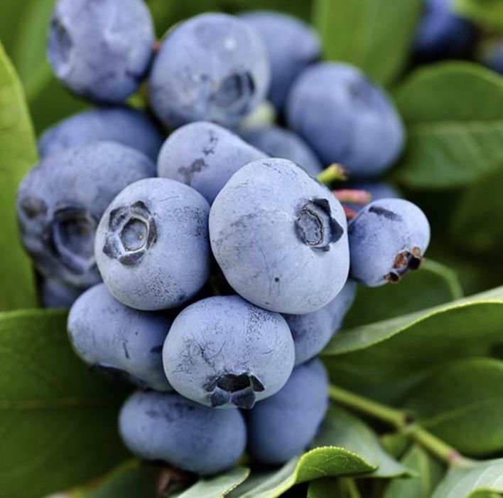 Саджанці лохини(голубики)