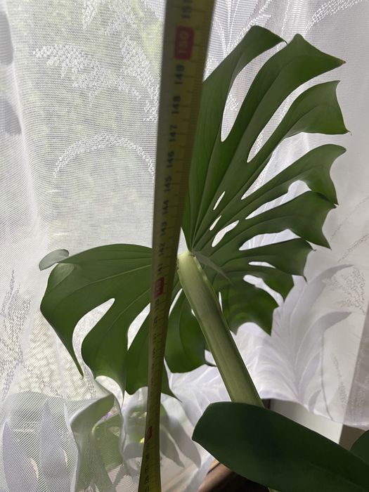Monstera kwiat olbrzymia zadbana