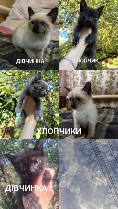 Безкоштрвно кошенята