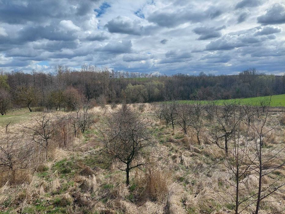 Mulczer leśny mielenie korzeni   czyszczenie działki likwidacja sadu