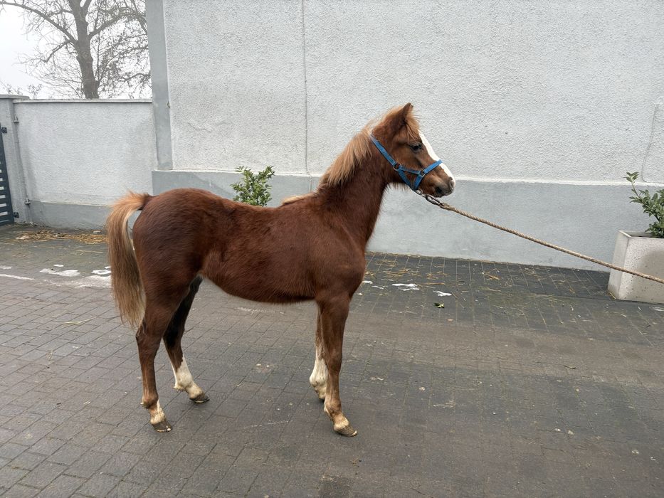 Źrebak walijski ogierek