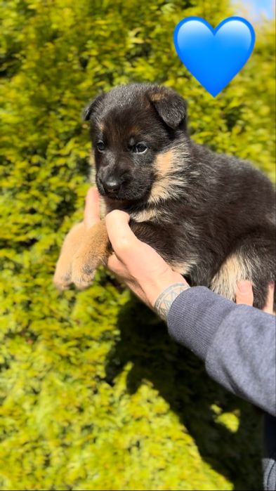 Німецька вівчарка цуценя