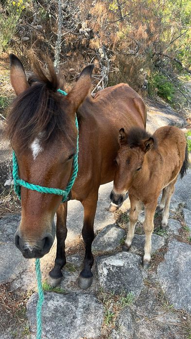 Poldro Garrano a fazer 4 meses
