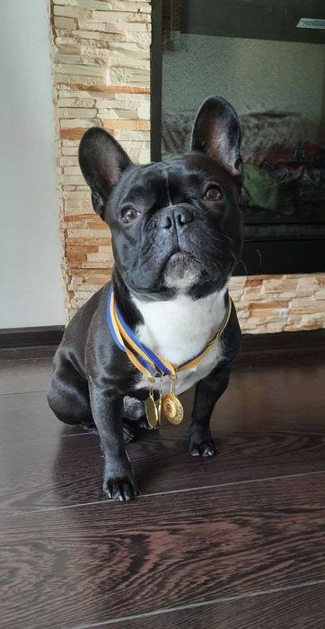 Вязка французский бульдог, Дворазовий Чемпіон України тигрового окрасу