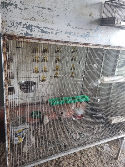 Vendo viveiro para despachar