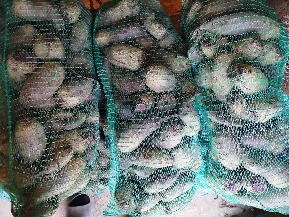 Буряк столовий.Буряк червоний!