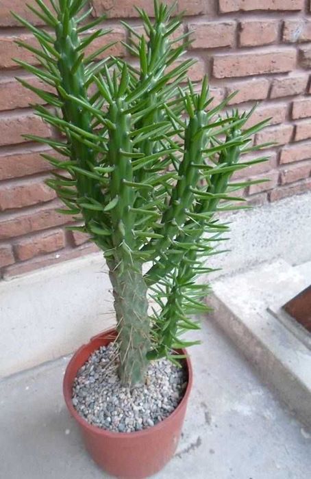 Planta interior e exterior muito fácil manutenção e fácil crescimento