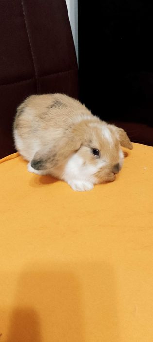 Króliczki miniaturki baranki i inne