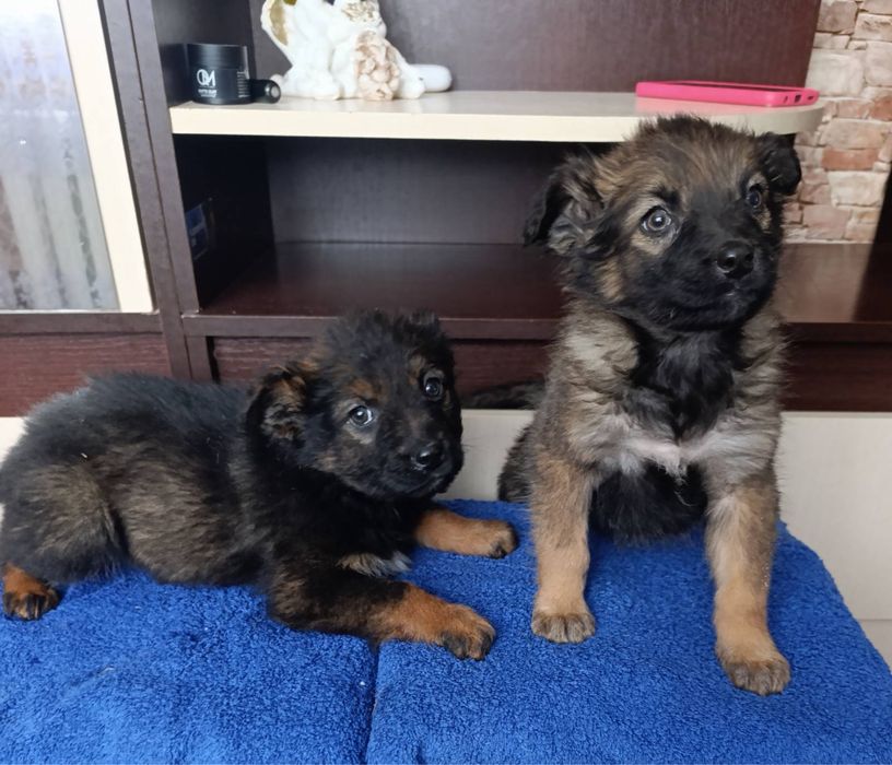 Метиси кавказької вівчарки, безкоштовно!