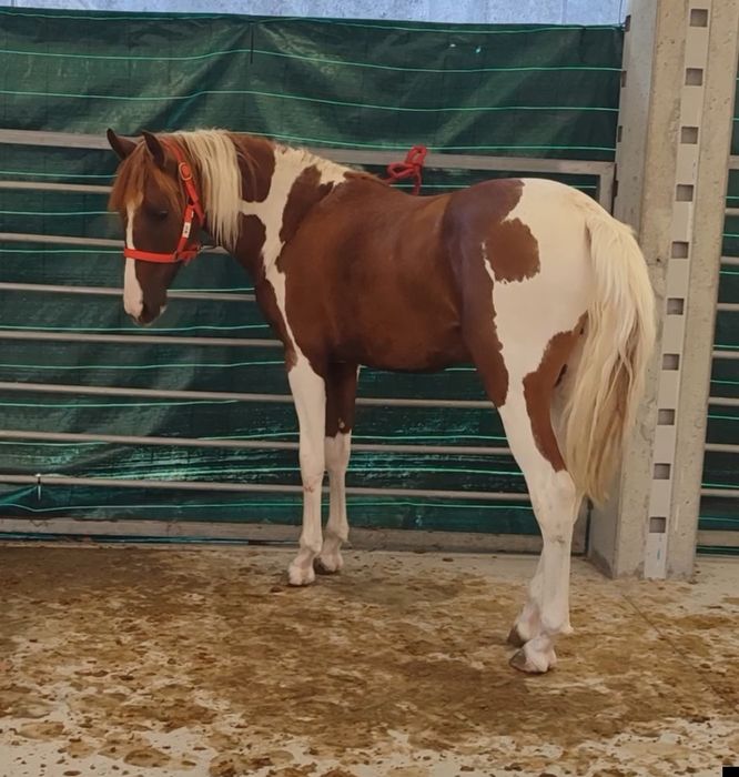 Para venda potro cruzado lusitano