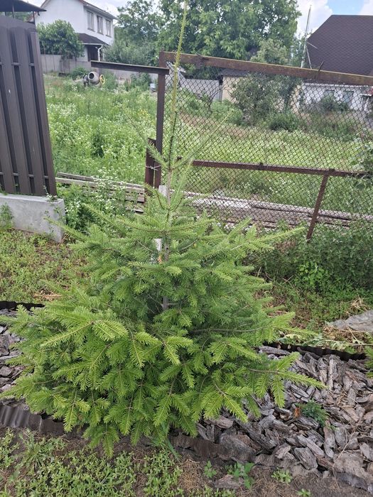 Ялинка карпатська