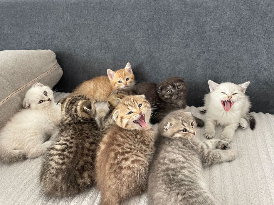 Шотландські кошенята