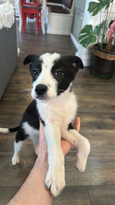 Терміново. Бордер коллі . Залишились два хлопчика