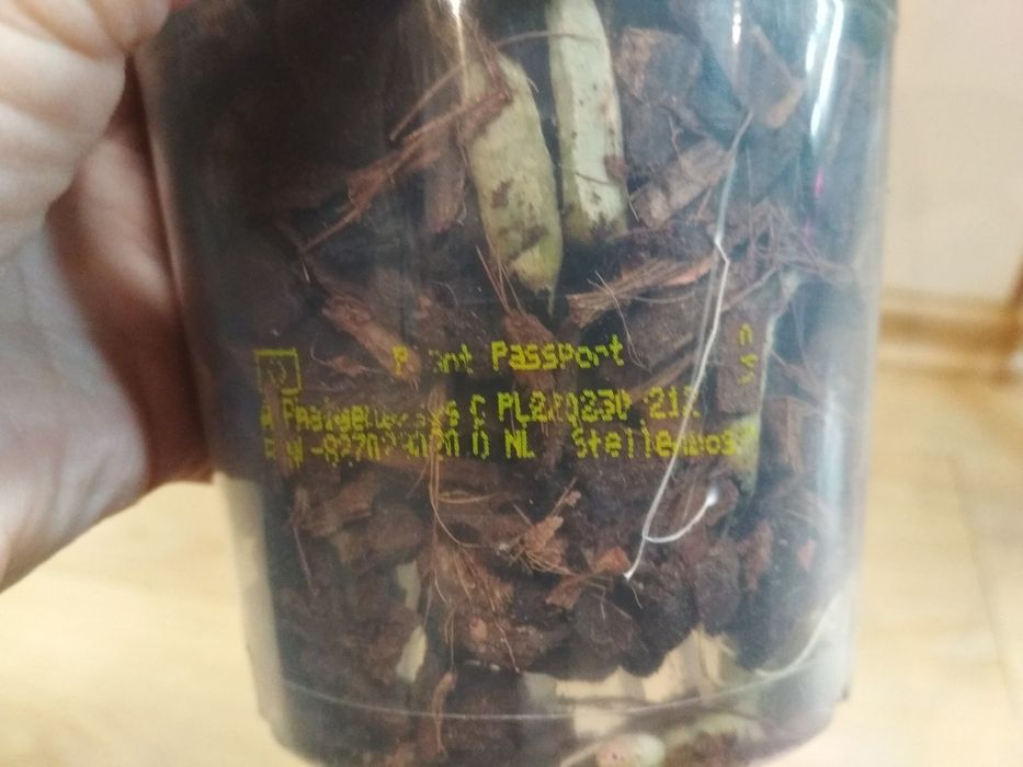 Орхидея фаленопсис, пелор Стелленбош