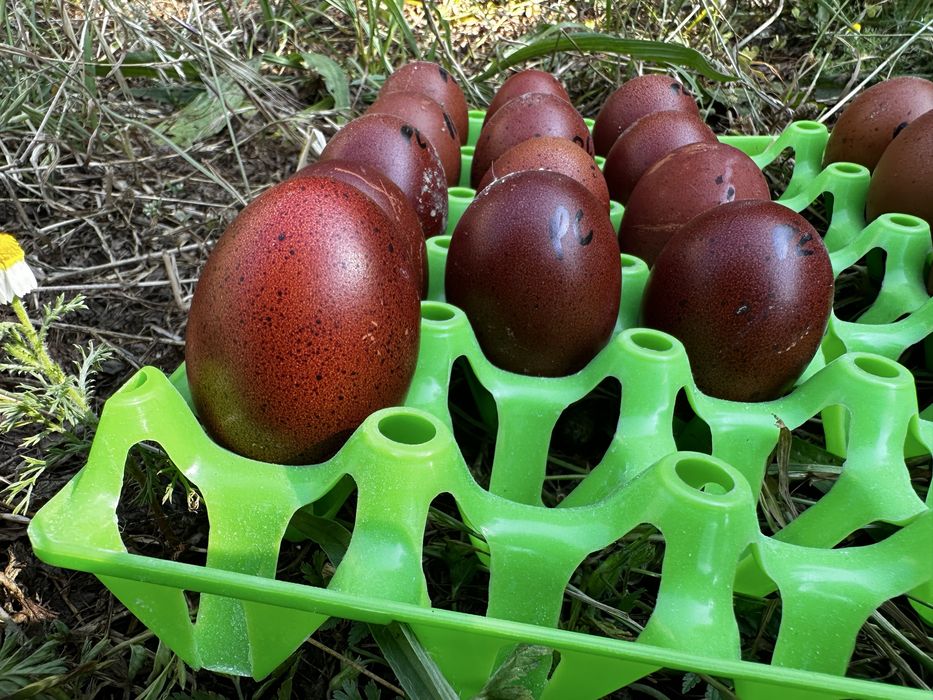 Ovos  de galinhas marans