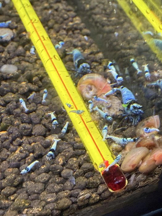 Caridina blue mosura e blue panda