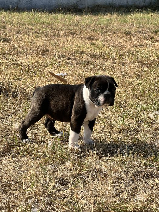 Cachorro Boston Terrier