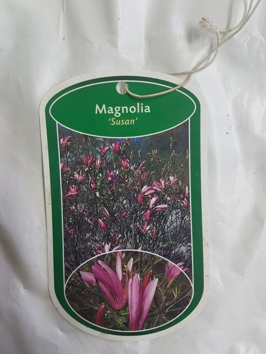 Etykiety kolorowe ze zdjęciem na MAGNOLIE różne rodzaje