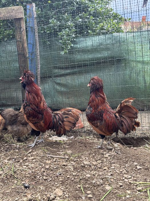 Galos paduana muito bonitos