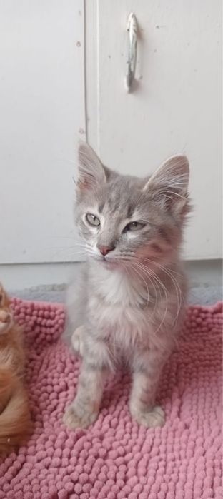 Gatinhos 3 meses adocao