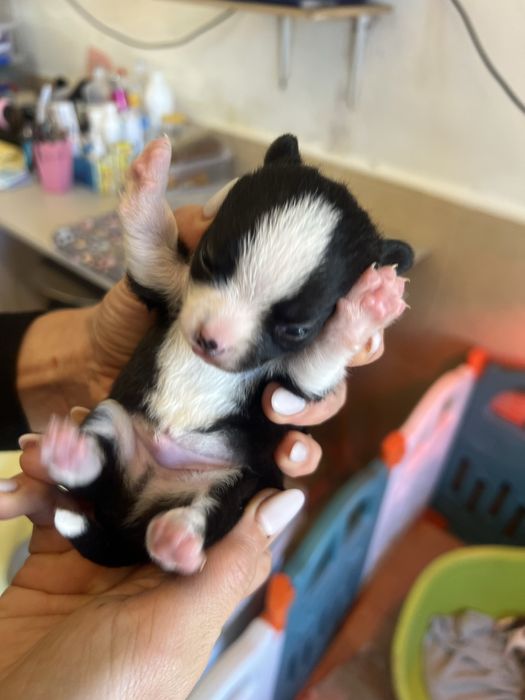Chihuaua macho.