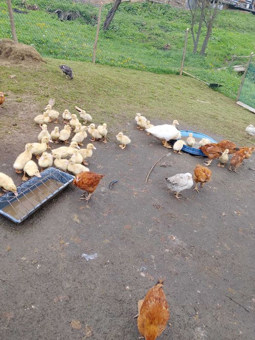 Продам курчата 2 місяці